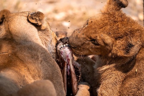 Lion pack with kill, lion (Panthera Leo) eats buffalo, savanna, Moremi Game Reserve, Botswana