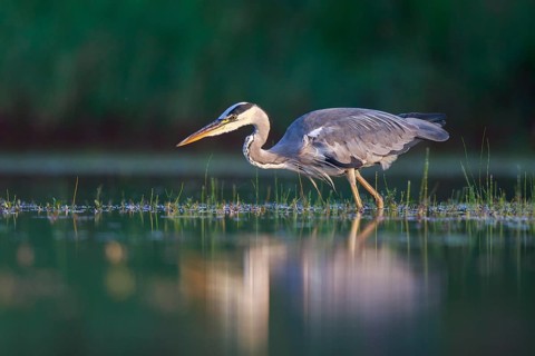 Grey Heron (Ardea cinerea) foraging, North Rhine-Westphalia, Germany