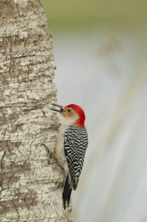 Red-bellied Woodpecker (Melanerpes carolinus) male climbing up tree, Florida, USA