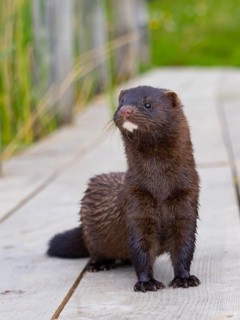 A mink stands on a fishing pier
