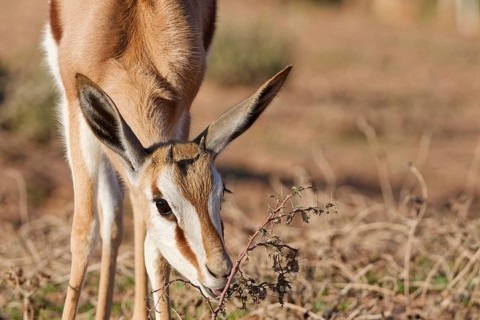 Springbok (Antidorcas marsupialis), young animal, feeding on acacia leaves, head close-up, golden