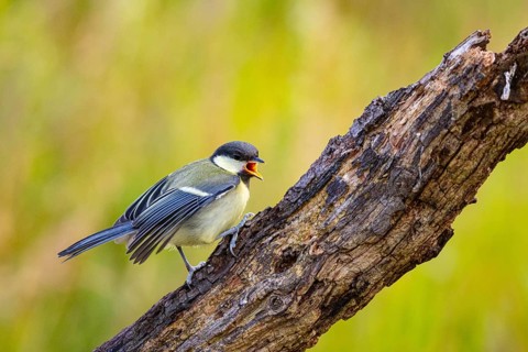 Great tit (Parus major) Germany