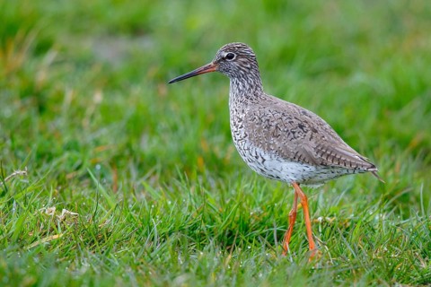 Common Redshank (Tringa totanus), Netherlands