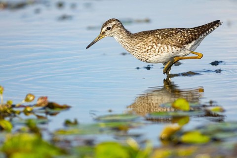 Spotted Redshank (Tringa erythropus) Hungary