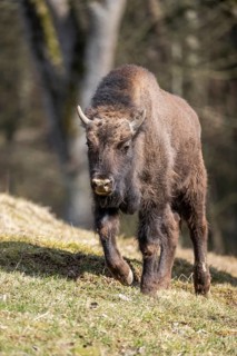 European bison (Bison bonasus) on a meadow, Bavaria, Germany