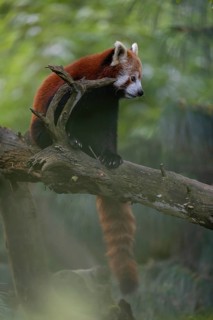 One red panda, Ailurus fulgens, sitting on a branch of a dead tree. Fresh green vegetation in the