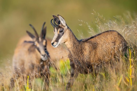Chamois (Rupicapra rupicapra) on a meadow in the Vosges Mountains, wildlife, France