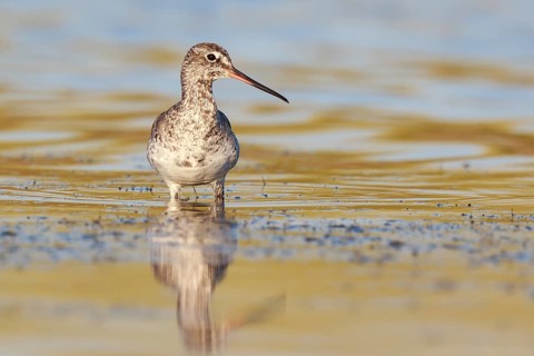 Spotted Redshank (Tringa erythropus) foraging, Lesvos, Greece