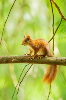 Red squirrel (Sciurus vulgaris) in a forest, Bavaria, Gernany