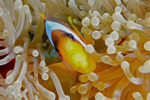 Red sea anemonefish (Amphiprion bicinctus)