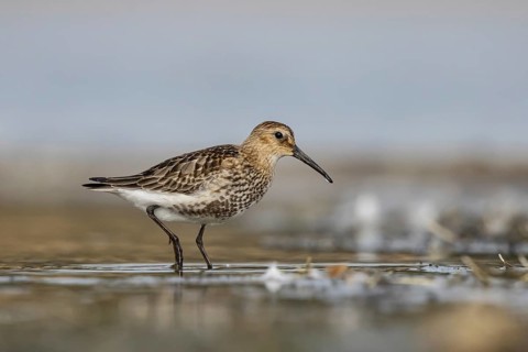 Dunlin (Calidris alpina) foraging, North Rhine-Westphalia, Germany