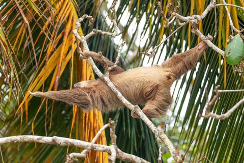 Male two toed sloth reaching and stretching across branches towards a palm frond, showing genitals.