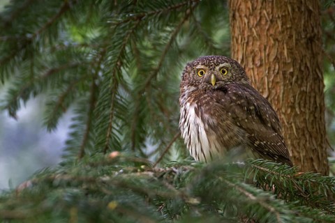 Eurasian Pygmy Owl (Glaucidium passerinum), Saxony, Germany