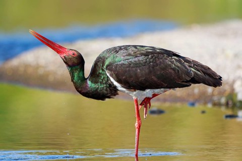 Black Stork (Ciconia nigra) foraging, Greece