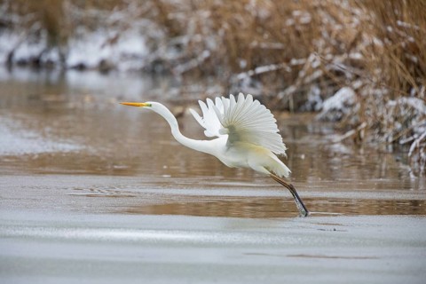 Great White Egret (Egretta alba) Germany