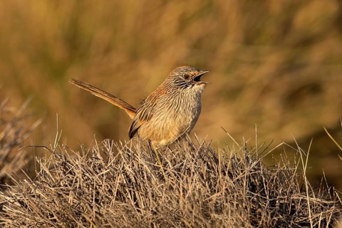 Short-tailed Grasswren (Amytornis merrotsyi pedleri), South Australia, Australia