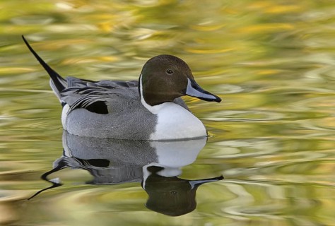 Northern Pintail (Anas acuta) male, Arizona, USA