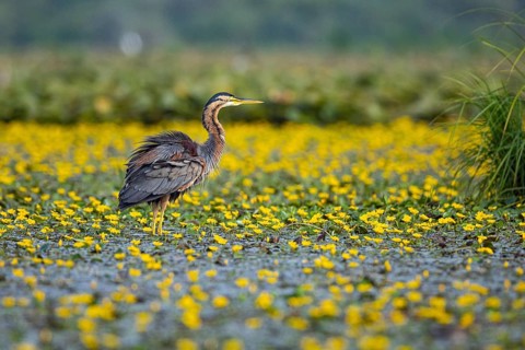 Purple heron (Ardea purpurea) amidst flowering water lilies Hungary