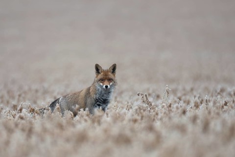 Red fox (Vulpes vulpes), Bitburg, Rhineland-Palatinate, Germany