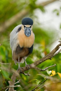 Boat-billed Heron Cochlearius cochlerius San Blas, Nayarit, Mexico 7 June Adult Ardeidae