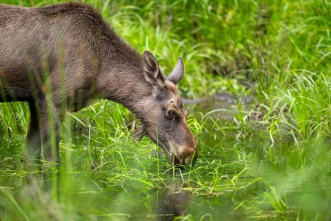 Eurasian elk (Alces alces) standing in a little swamp in early summer, Bavarian Forest, Bavaria,