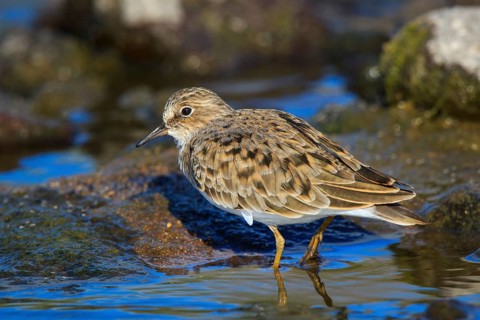Temminck's Stint (Calidris temminckii), Greece
