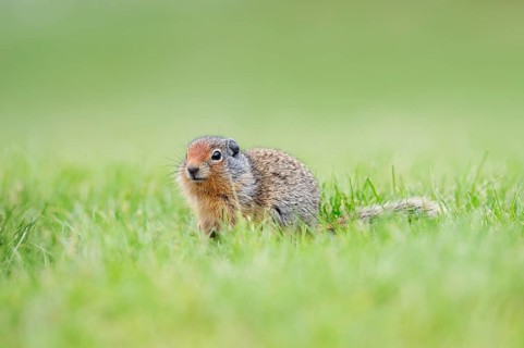 Columbia ground squirrel (Urocitellus columbianus, Spermophilus columbianus), juvenile, Waterton