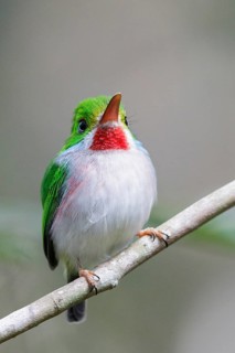 Cuban Tody (Todus multicolor) perched on a branch in Cuba