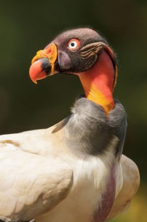 King Vulture (Sarcoramphus papa) perched on the ground in Costa Rica