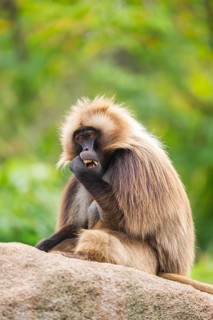 Gelada (Theropithecus gelada) male sitting on a rock, captive, Germany