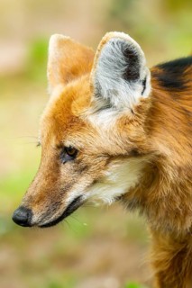 Maned wolf (Chrysocyon brachyurus) walking around, Germany