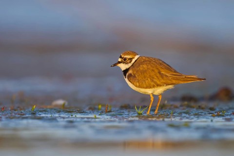 Little Ringed Plover (Charadrius dubius) foraging, North Rhine-Westphalia, Germany