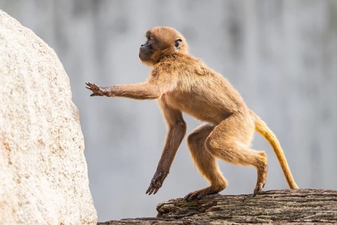 Gelada (Theropithecus gelada) youngster jumping up a rock, captive, Germany