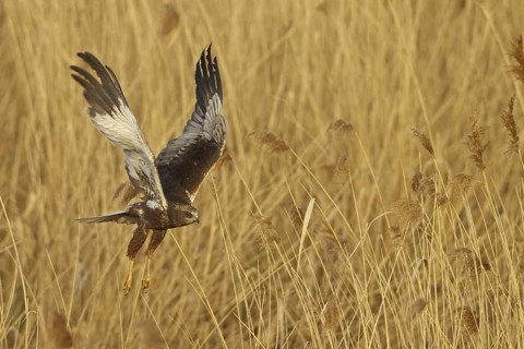 Western Marsh Harrier (Circus aeruginosus) flying, Rhineland-Palatinate, Germany