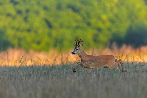 A roebuck (Capreolus capreolus) pursues a doe in a barley field with long leaps during the mating