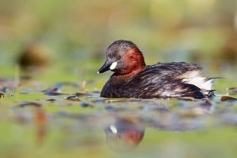 Little Grebe (Tachybaptus ruficollis), North Rhine-Westphalia, Germany