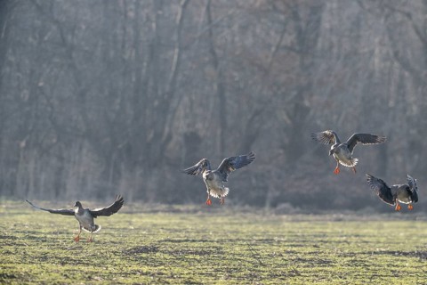 Bean geese (Anser fabalis), Emsland, Lower Saxony, Germany