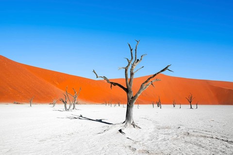 Dead camel thorn trees (Vachellia erioloba), red sand dunes, white salt pan, Dead Vlei, Sossusvlei,