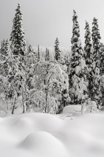 Deep snow-covered forest, Gällivare, Norrbotten, Lapland, Sweden, January 2021