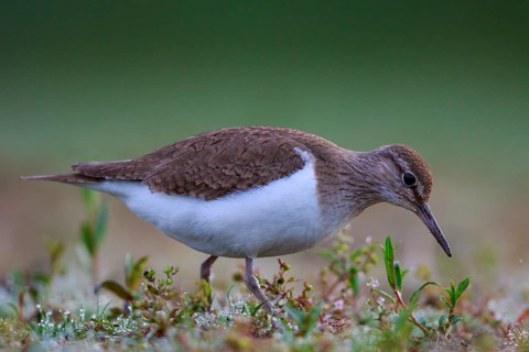 Common Sandpiper (Actitis hypoleucos) foraging, North Rhine-Westphalia, Germany