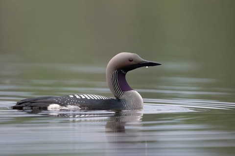 Black-throated Loon (Gavia arctica), Dalarna, Sweden