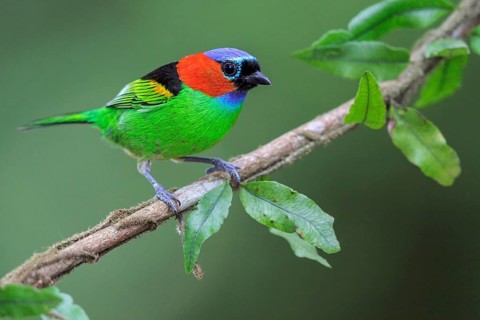 Red-necked Tanager (Tangara cyanocephala) perched on a branch in the Atlantic rainforest of