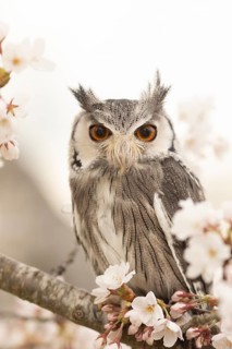 Southern White-faced Owl (Ptilopsis granti) captive, Germany