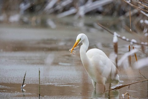 Great White Egret (Egretta alba) Germany