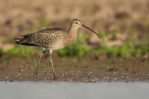 Eurasian Curlew (Numenius arquata) foraging, Poland