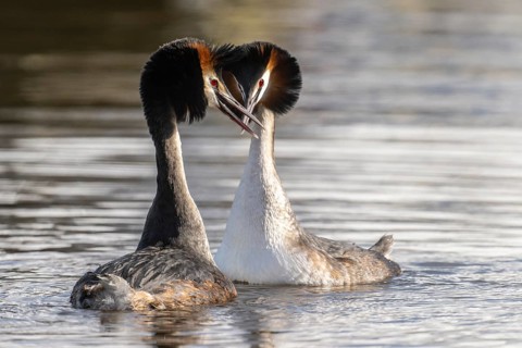 Great Crested Grebe (Podiceps Scalloped ribbonfish) Courtship, Emsland, Lower Saxony, Germany