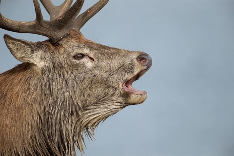 Red deer (Cervus elaphus) adult male stag animal roaring with its mouth open during the annual rut