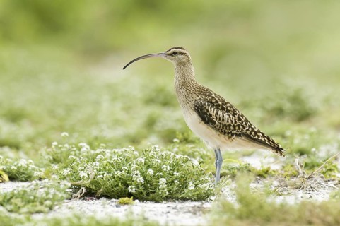 Bristle-thighed Curlew (Numenius tahitiensis), Hawaii, USA