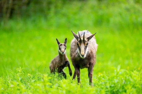 Chamois (Rupicapra rupicapra) Mother (doe) with her youngster (fawn) on a meadow, Austria