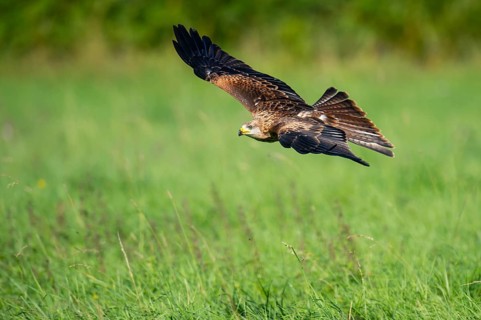 Red kite (Milvus milvus) flying, Gerolstein, Rhineland-Palatinate, Germany